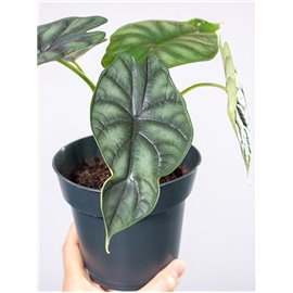 Alokazja 'Dragon Scale'