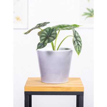 Alokazja 'Dragon Scale'