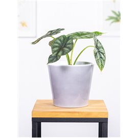 Alokazja 'Dragon Scale'