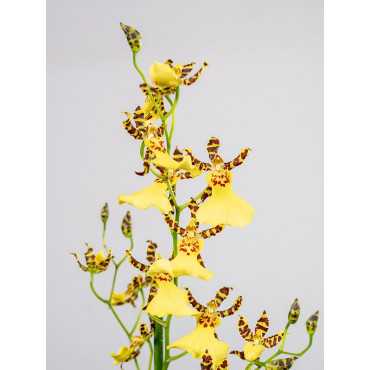 Storczyk 'Honeybee'