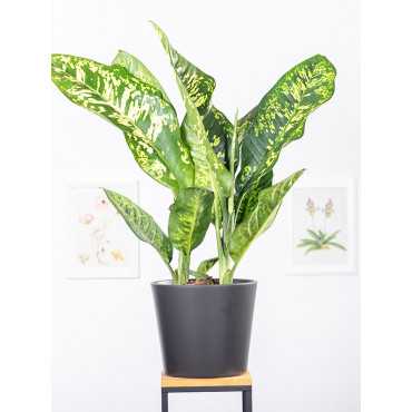 Difenbachia 'Crown'