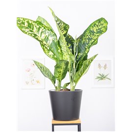 Difenbachia 'Crown'
