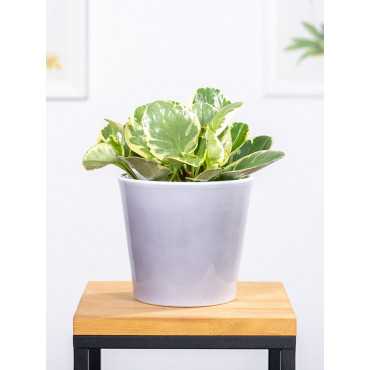 Peperomia obtusifolia 'Variegata'