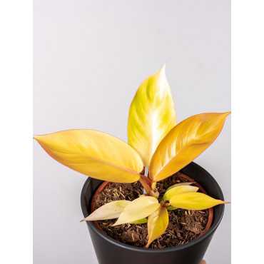 Filodendron 'Red Sun'