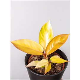 Filodendron 'Red Sun'