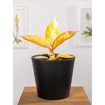 Filodendron 'Red Sun'