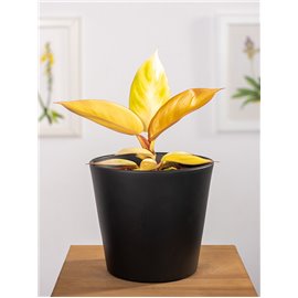 Filodendron 'Red Sun'