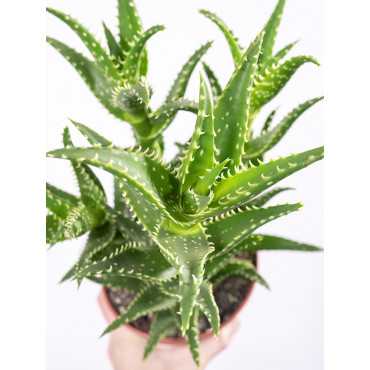 Aloes squarrosa