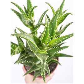 Aloes squarrosa