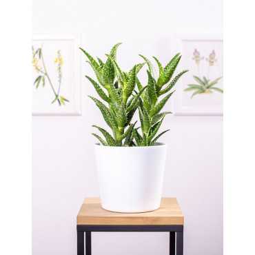 Aloes squarrosa