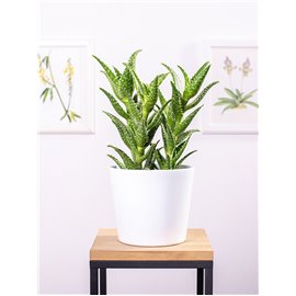 Aloes squarrosa