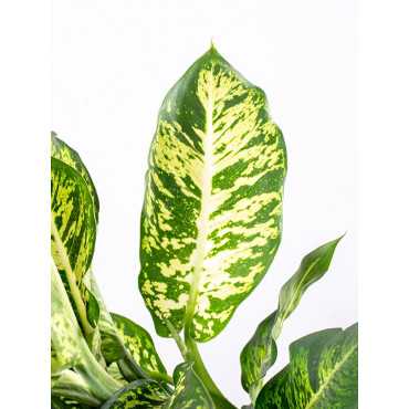 Difenbachia 'Sublime'