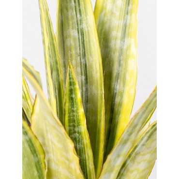 Sansewieria 'Lauren'