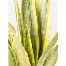 Sansewieria 'Lauren'