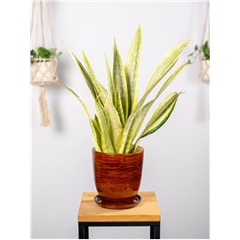 Sansewieria 'Lauren'