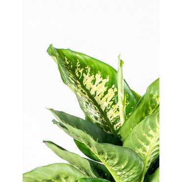 Dieffenbachia 'Reeva'