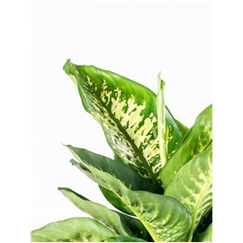 Dieffenbachia 'Reeva'