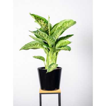Dieffenbachia 'Reeva'