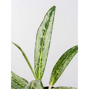 Aglaonema 'Matcha Lemon'