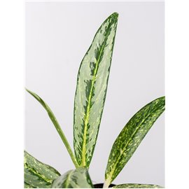 Aglaonema 'Matcha Lemon'