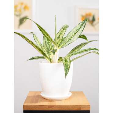 Aglaonema 'Matcha Lemon'