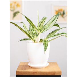 Aglaonema 'Matcha Lemon'