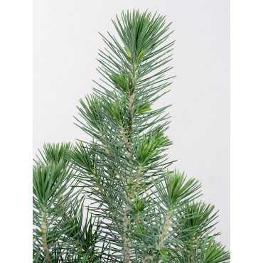 Sosna 'Silver Crest'