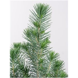 Sosna 'Silver Crest'