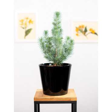 Sosna 'Silver Crest'