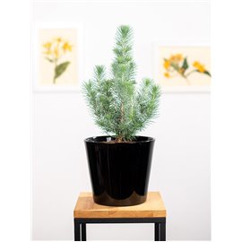 Sosna 'Silver Crest'