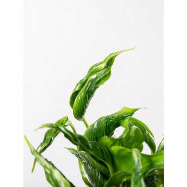 Epipremnum 'Shangri-La'