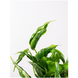 Epipremnum 'Shangri-La'