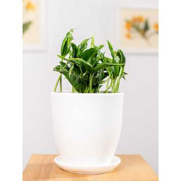 Epipremnum 'Shangri-La'