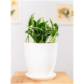 Epipremnum 'Shangri-La'