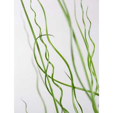 Juncus spiralis