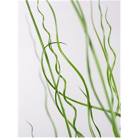 Juncus spiralis
