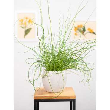 Juncus spiralis