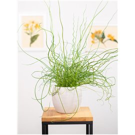 Juncus spiralis
