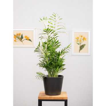 Chamedora 'Variegata'