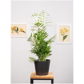 Chamedora 'Variegata'