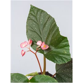 Begonia 'Corallina'