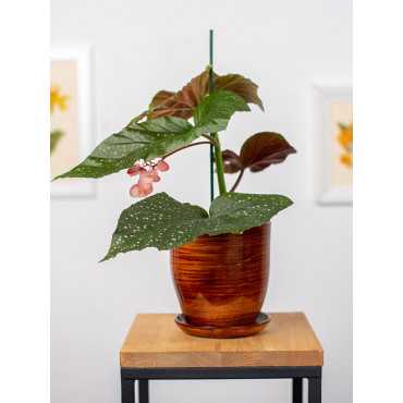 Begonia 'Corallina'
