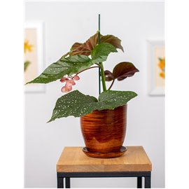 Begonia 'Corallina'