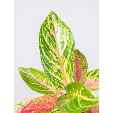 Aglaonema 'Cocomelon'