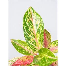 Aglaonema 'Cocomelon'