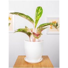 Aglaonema 'Cocomelon'