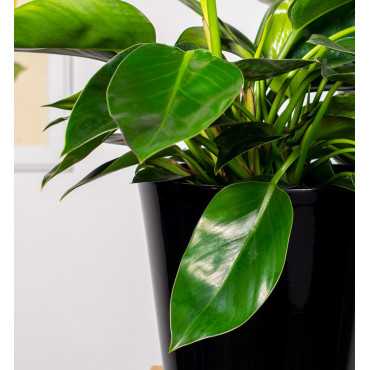 Filodendron 'Congo Apple'