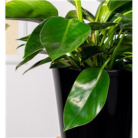 Filodendron 'Congo Apple'