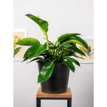 Filodendron 'Congo Apple'