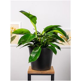 Filodendron 'Congo Apple'